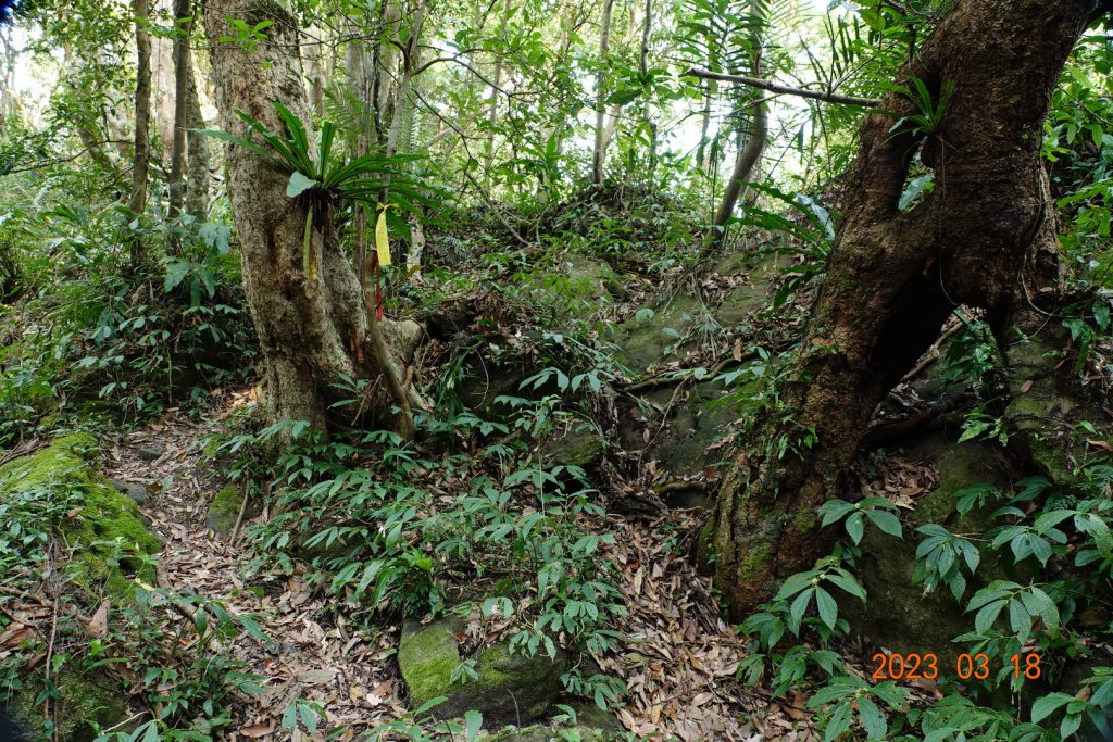 新竹 關西 馬武督山、蓮包山_2076581