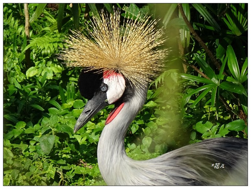 台北市動物園之旅封面圖