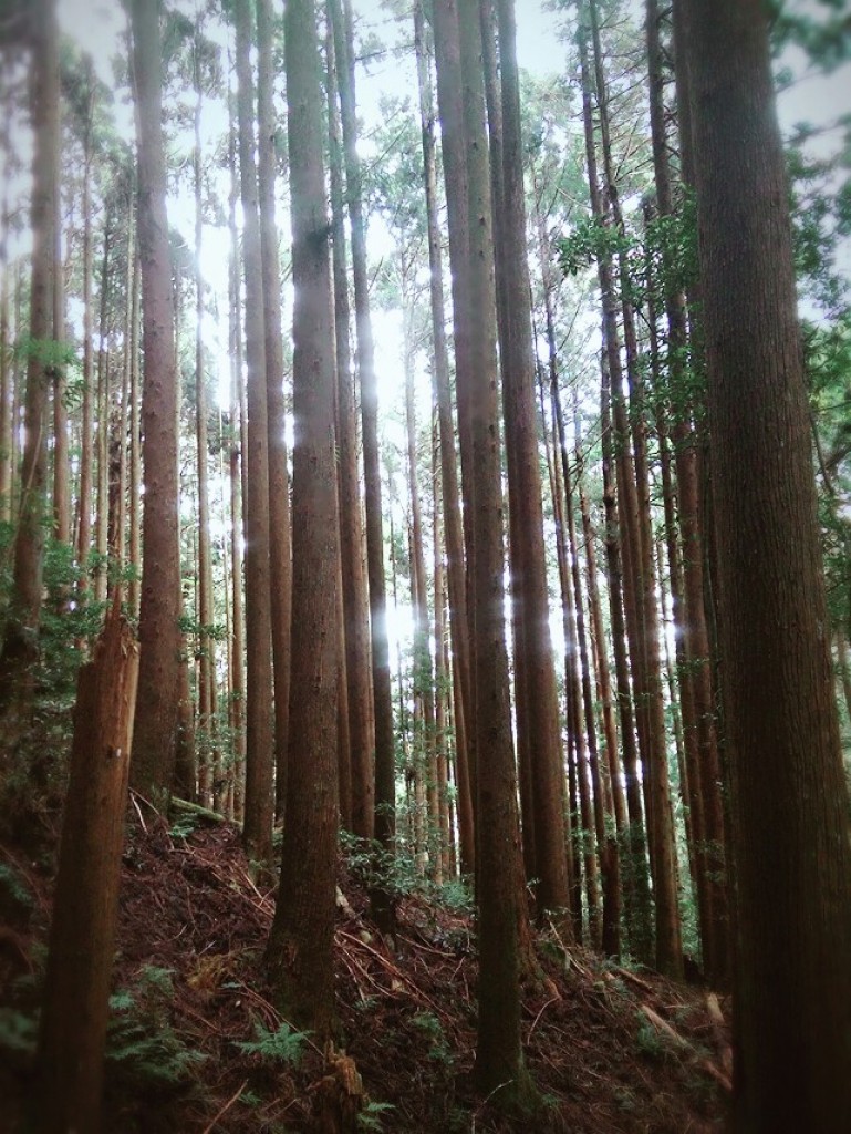 2017/09/16 加里山秋涼糞金龜_245598