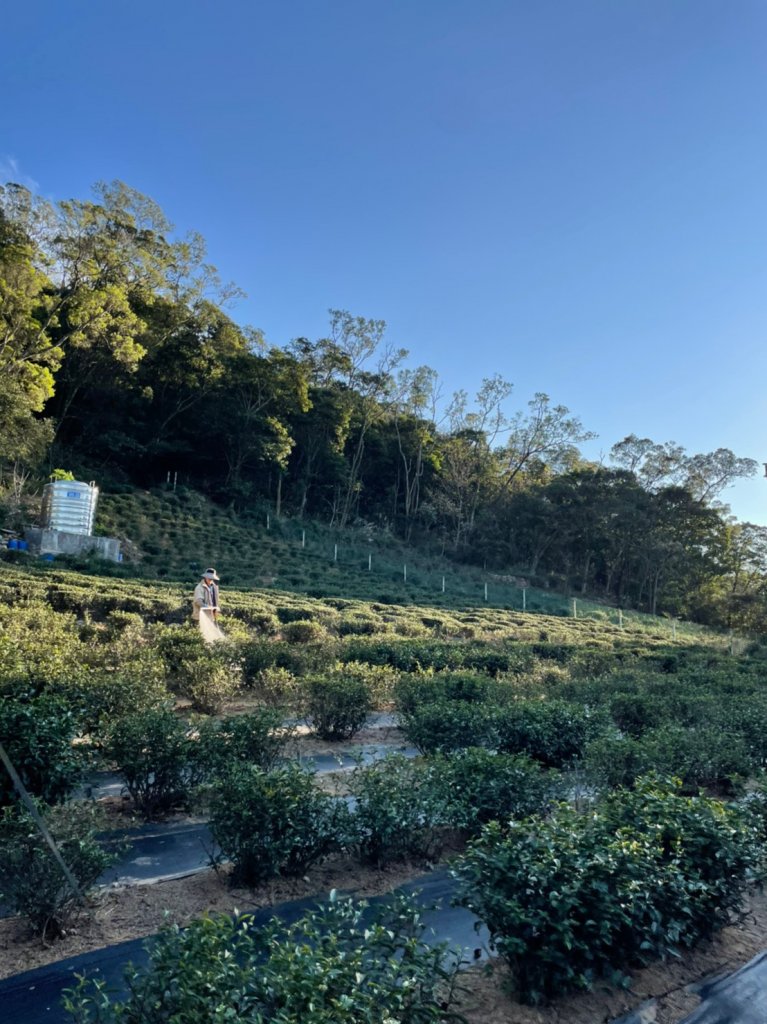 2021銅鑼杭菊季‧情花開浪漫11月雪_1517985