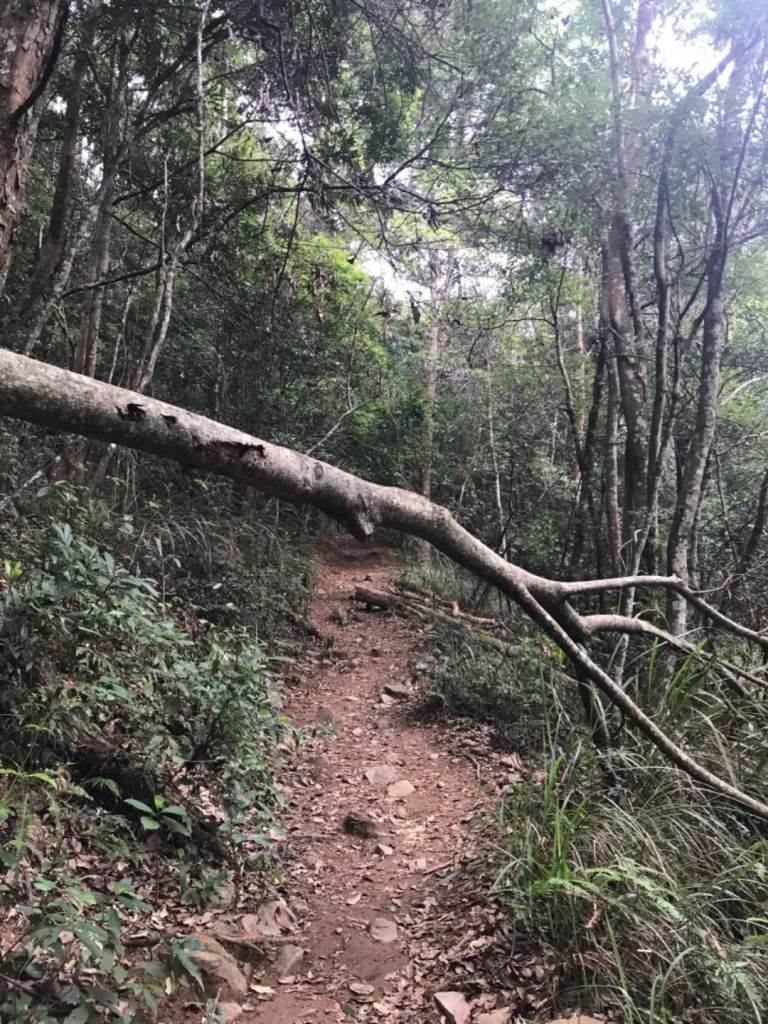 谷關大道院上的東卯山_340523