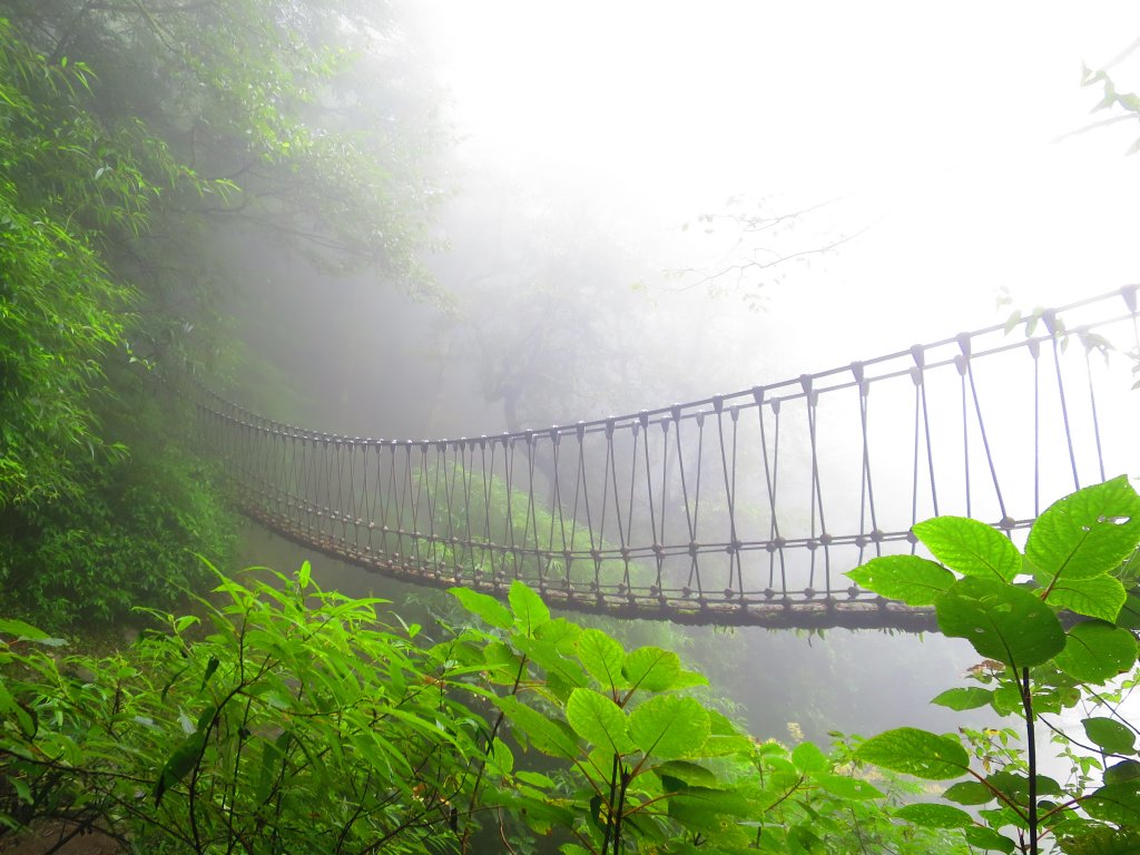 【新竹】觀霧迷幻森林：檜山巨木群步道_1111946