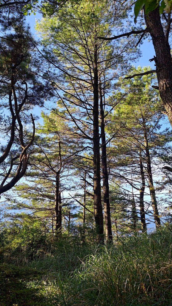 觀雪縱走_2918127