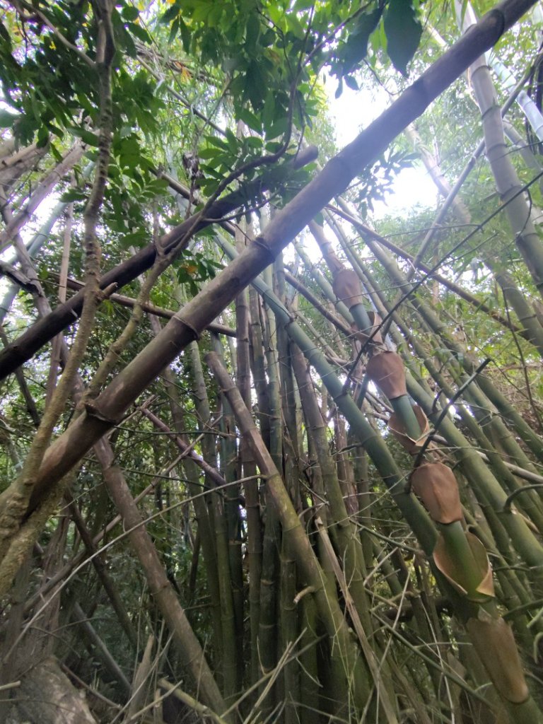 大棟山系南段 水利古道西口 上 竹高崙山 連走 鳥子嶺 坑仔內山 大崖山 下 龍目井農場_2953135