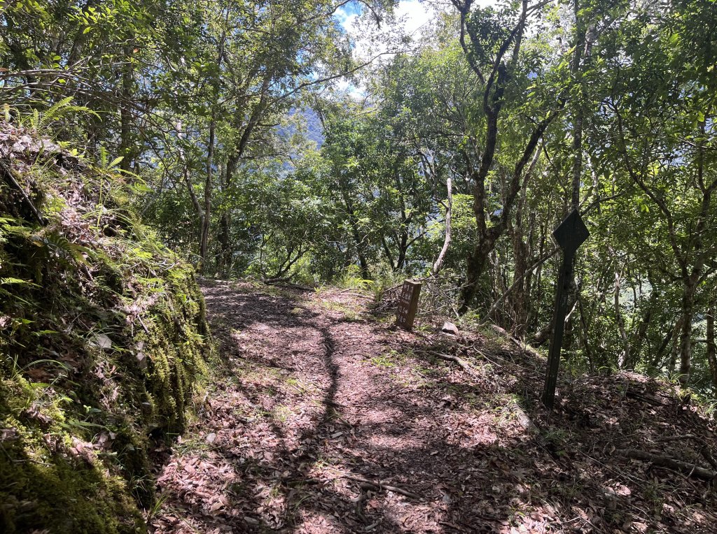 [玉山尋寶任務-03/12] 2025_0810 瓦拉米步道_2857797