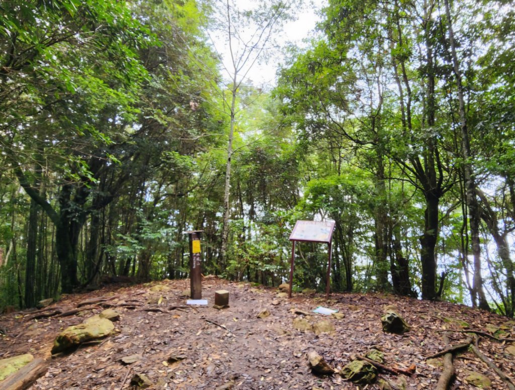 【中級山縱走】觀雪縱走（雪見大板根，仰天神木，北坑山，司馬限林道）_2741217