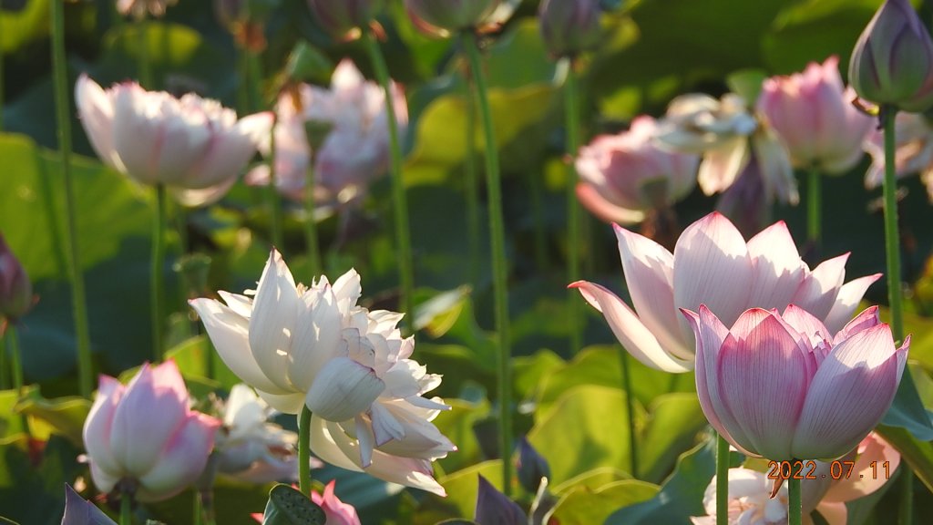 雲山水花鳥蝶 - 天龍國阿伯的日常 7/8&11_1760478