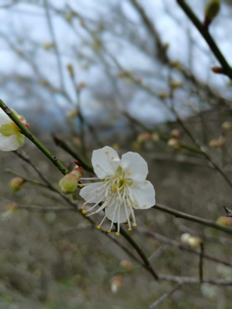 青潭越嶺政大-賞梅花🌸安坑🐦嘴四秀_2691724