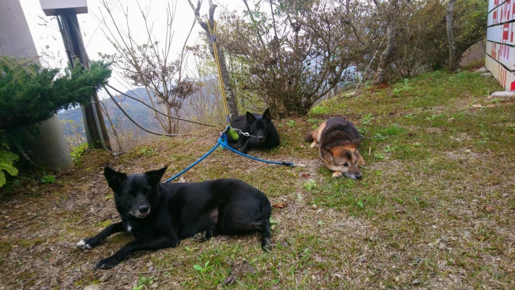 油羅山探路(景天露營區→第三登山口)_941538