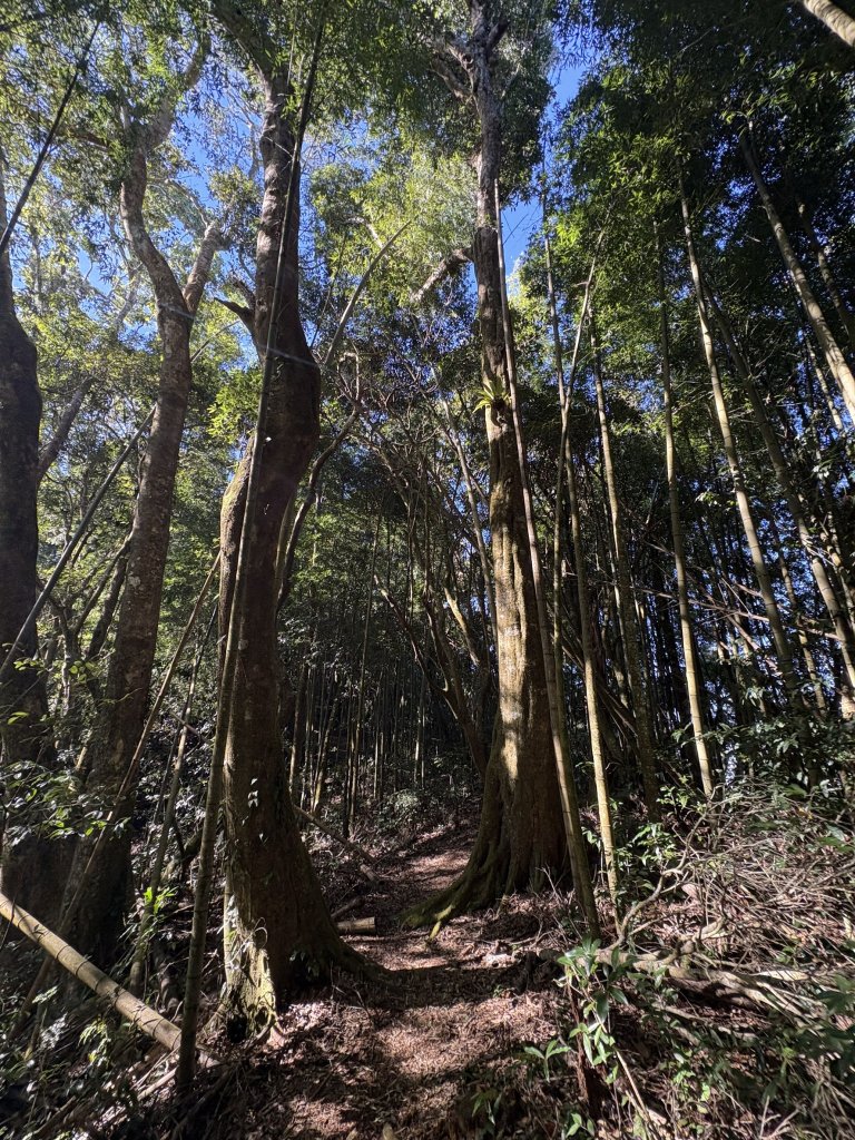 20251221嘉南雲峰、石壁山登山步道_2968118