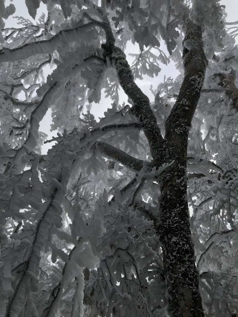 美呆了~雪白內鳥嘴山_1253314