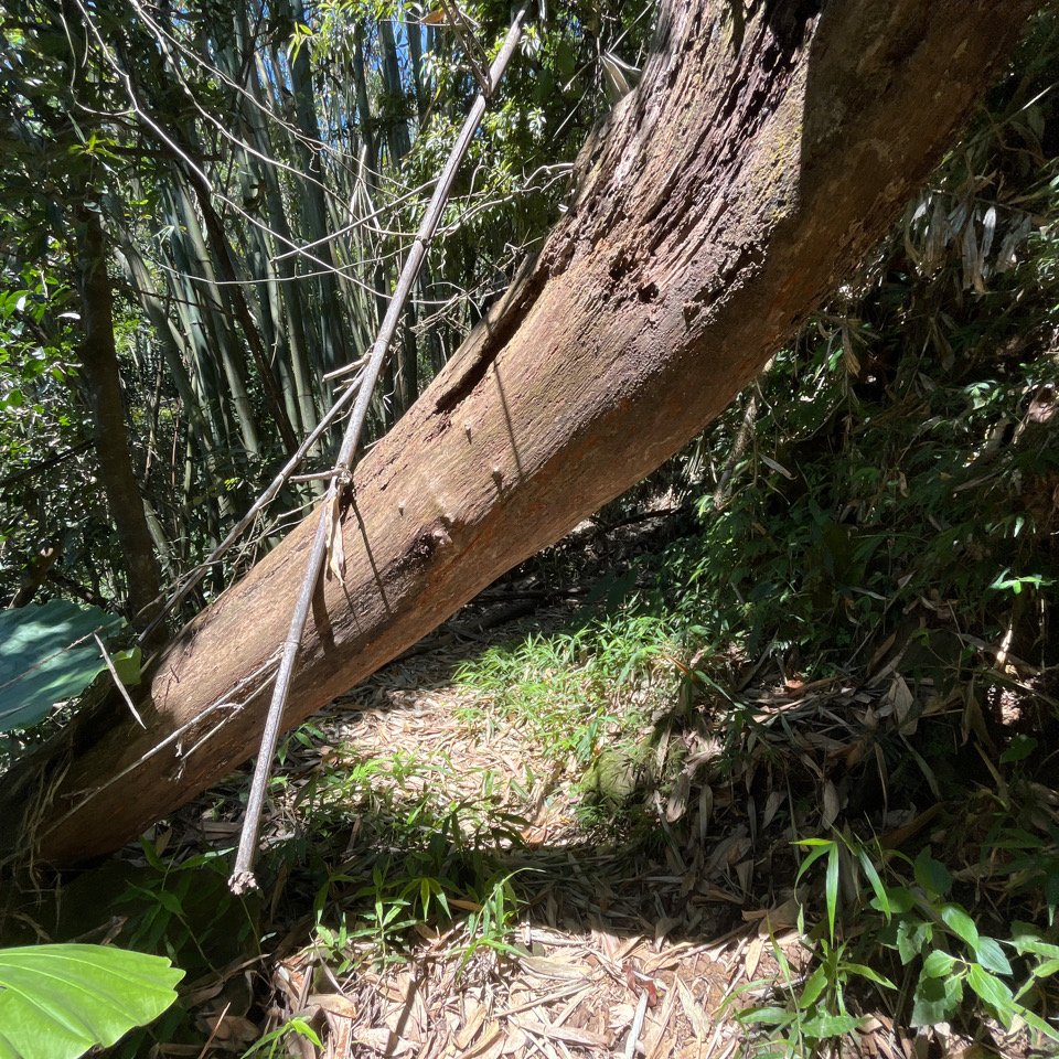 20250822_九份二山（南投小百岳）_2941183