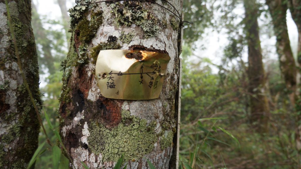 鵝公髻山之花_400640