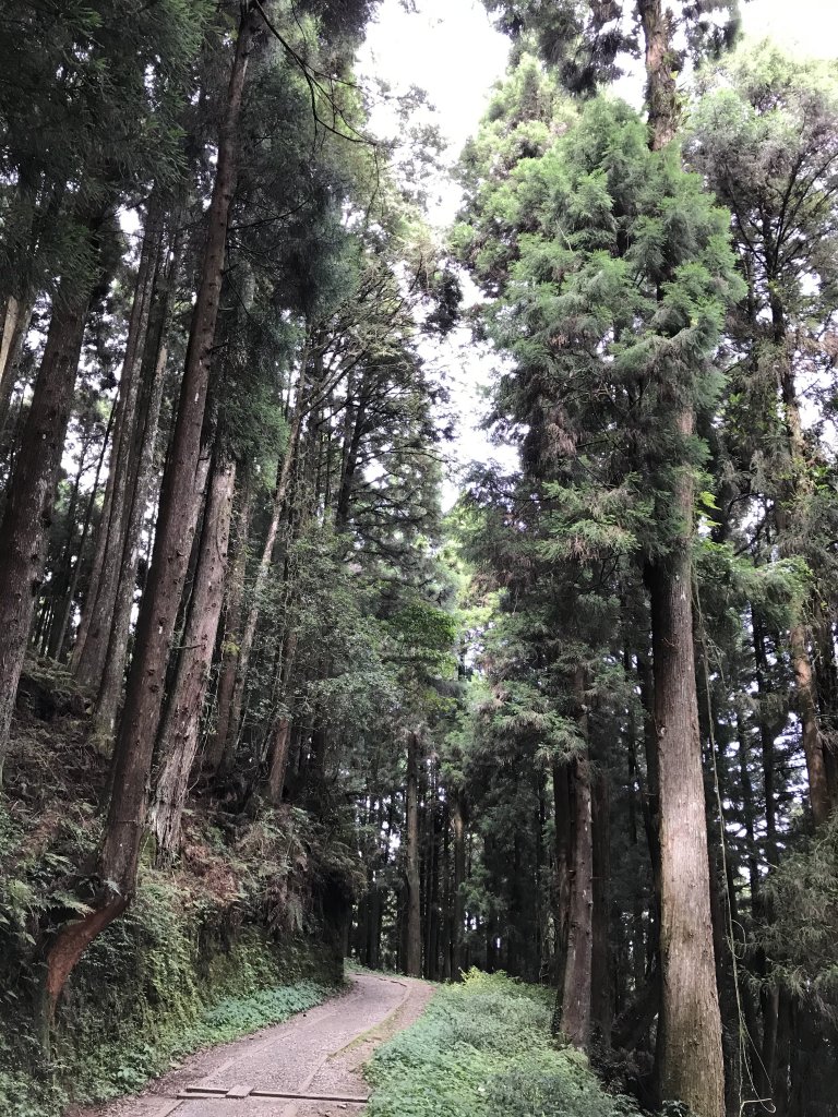 109年6月26日特富野古道_1027074
