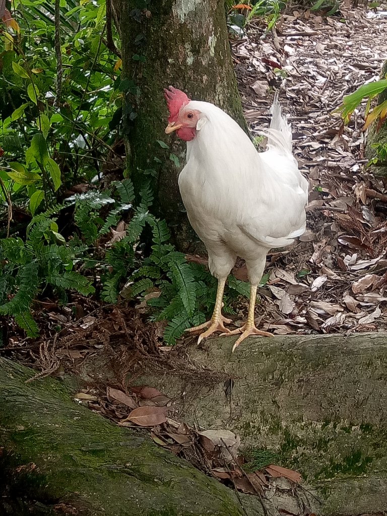 小百岳獅潭仙山至八卦力(八仙古道)O型_1899064