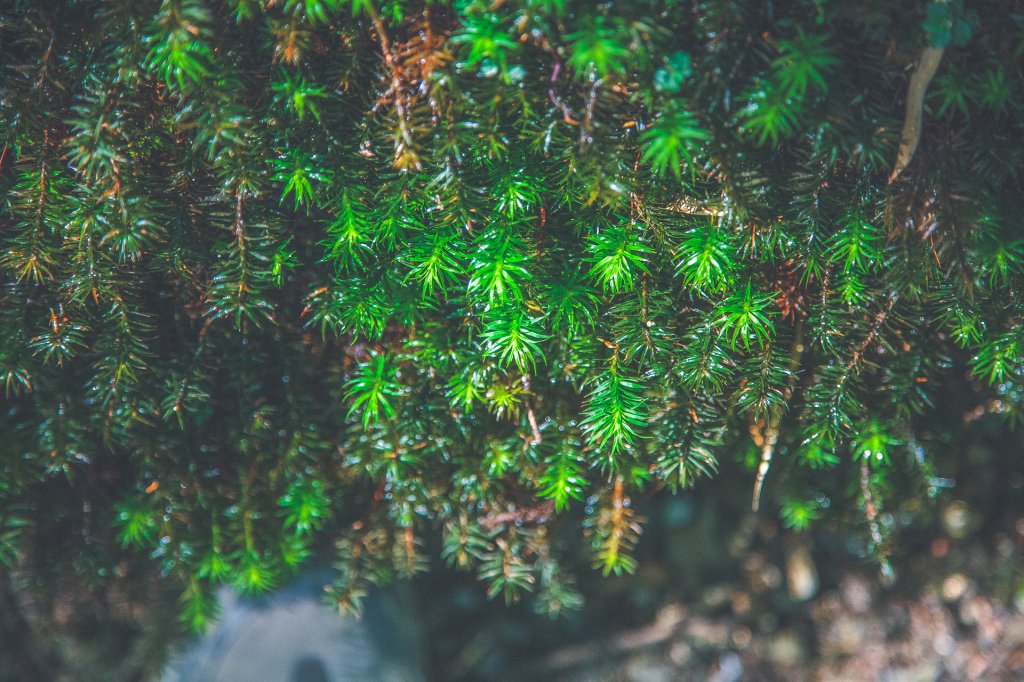 20200904~6-[南投] 奇萊主北_1633123