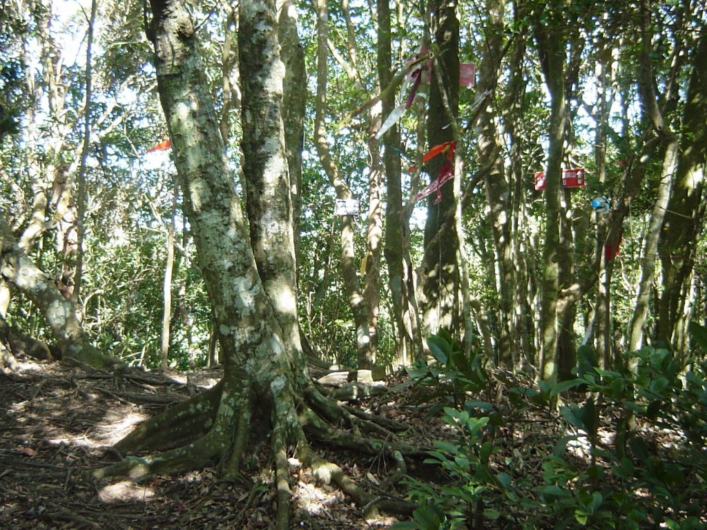 關西_外鳥嘴山20090908_1958057