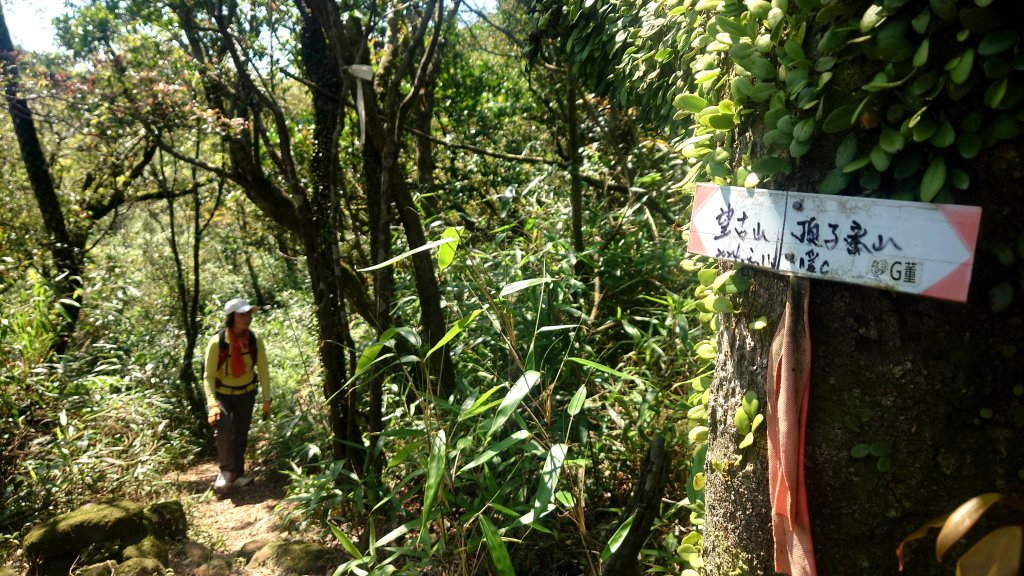 春天鮮綠的呢喃基隆荖寮坑古道上望古山登五分山O型_2747326