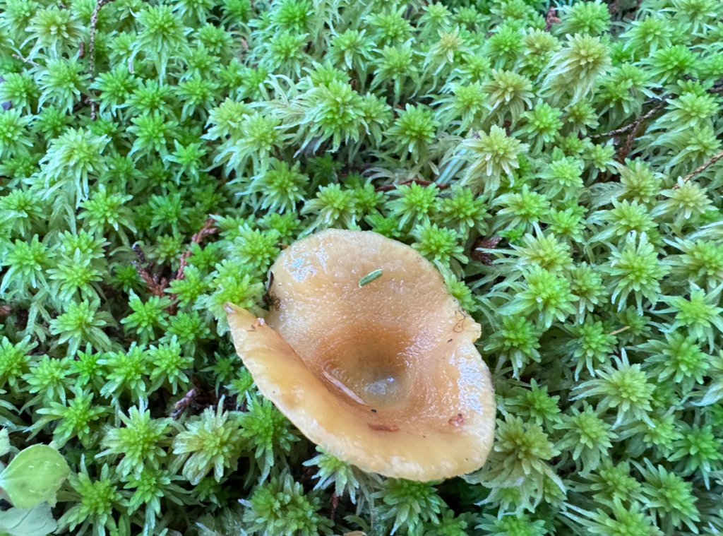 走入魔幻森林 探訪三星池與妹池_2952322