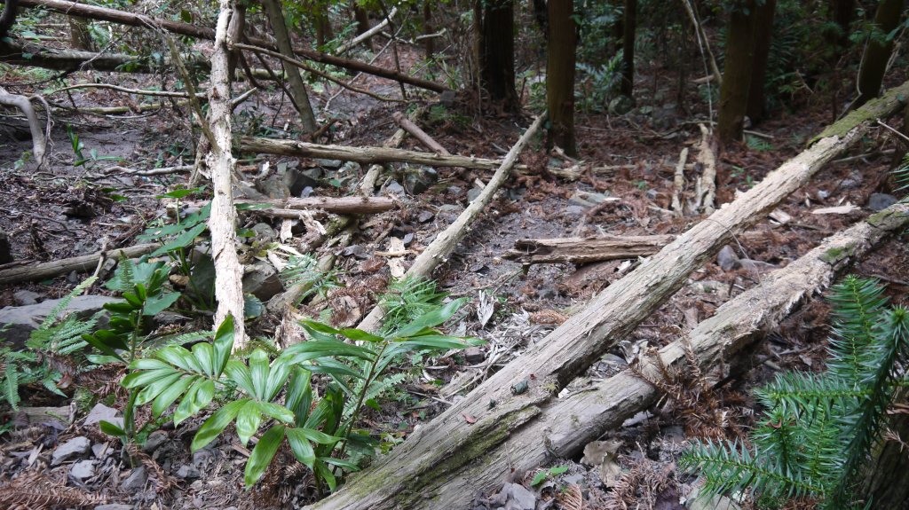 虎山登山健行趣(中級山)_1516883
