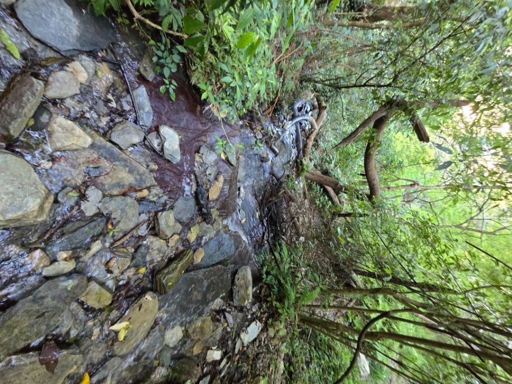 卓社大山〔武界栗栖溪登山口起登〕_2748374