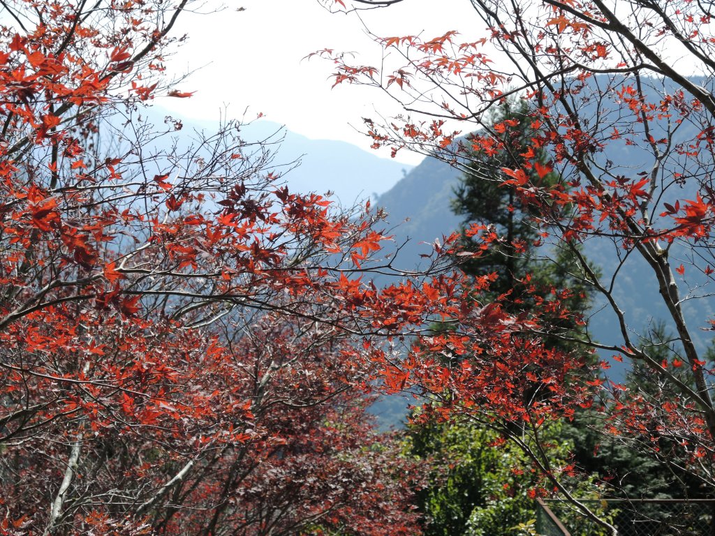 宜蘭太平山_翠峰湖&見晴懷古步道20141025_1961105