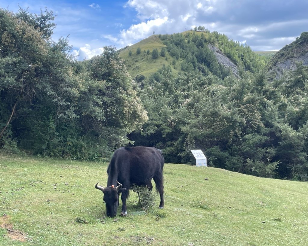 西藏♥️可愛動物🐎人物寫真/拉薩旅拍/美食_2902938