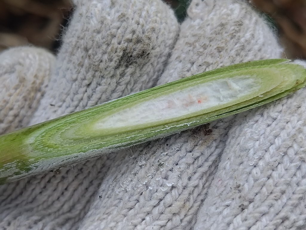 斯比斯比步道（廢棄）_2615162