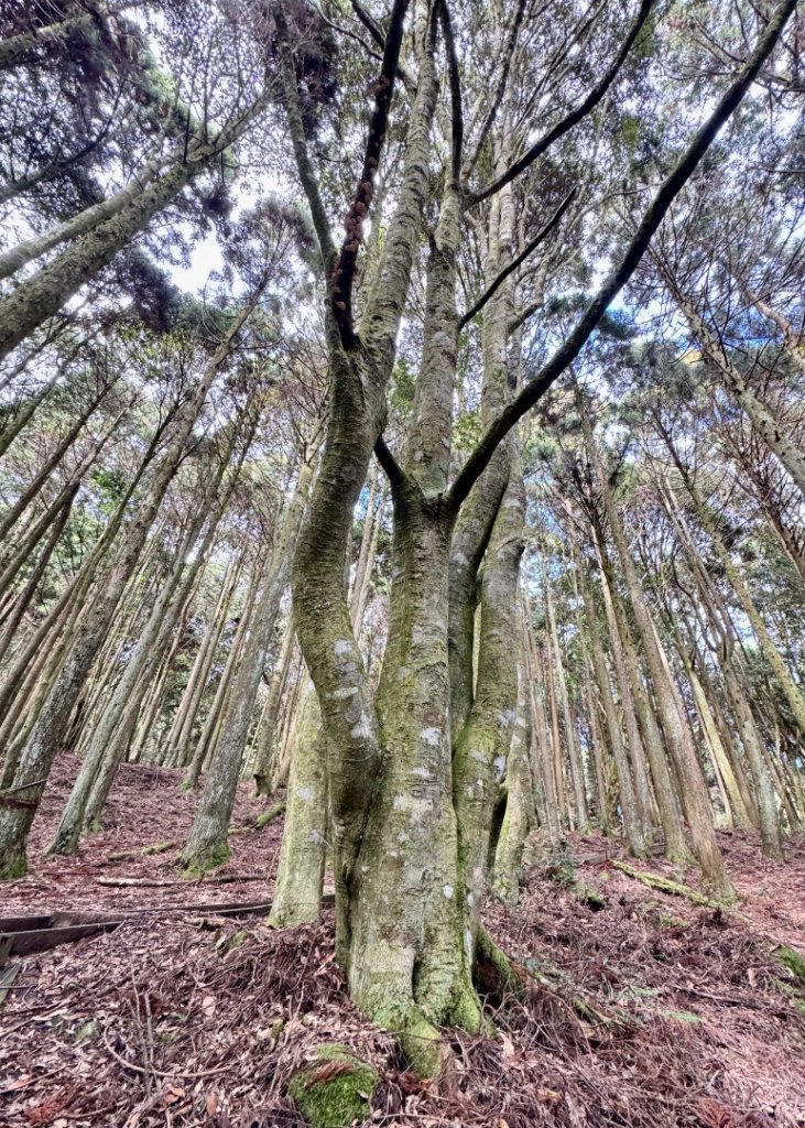 觀霧-檜山巨木群步道_2925498