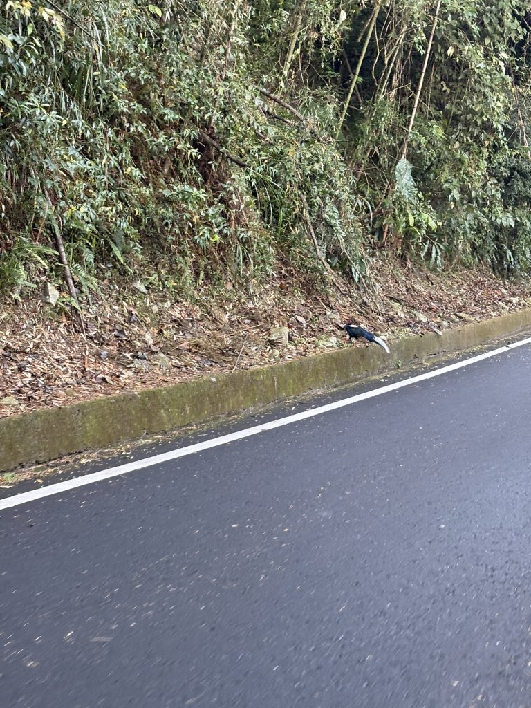 20251225塔山步道(大塔山)_2970215