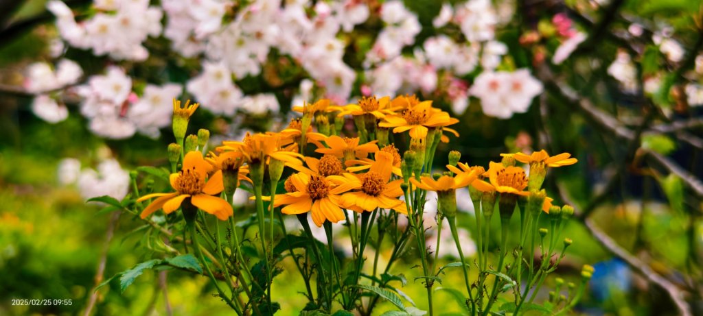 追花是簡單的快樂，賞花是恬淡的幸褔 2/25_2720097