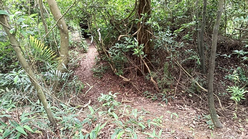 20250607 新竹竹東三山(樹杞林山 - 新具庄山 - 員崠子山)  O型_2809017