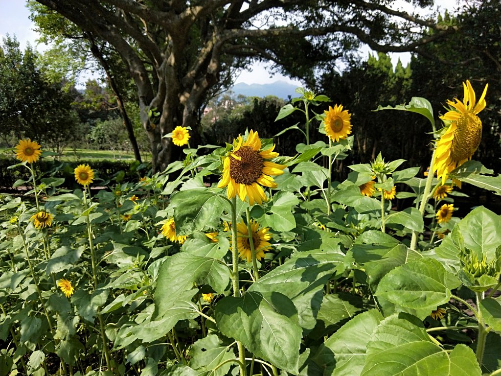 202009 菜公坑山，二子坪步道逛逛_1103249