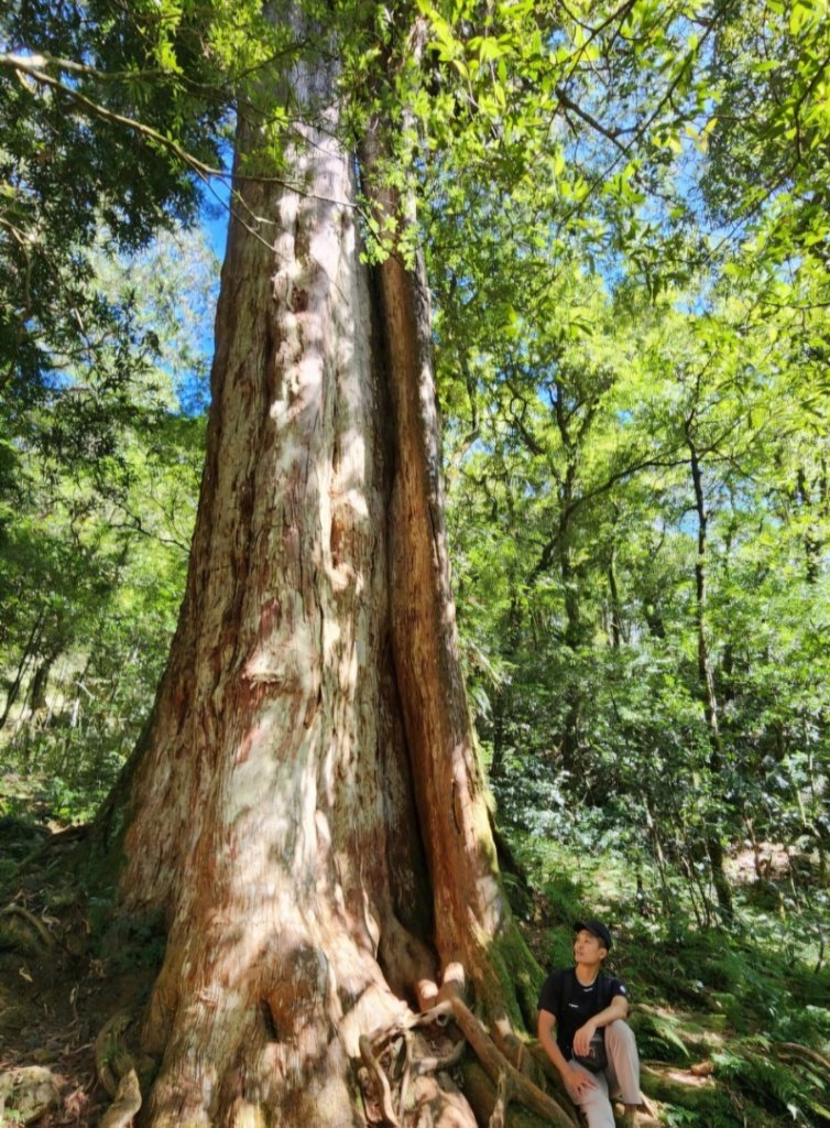 【中級山】插天山的奇幻世界，赫威山，赫威神木群步道_2741283