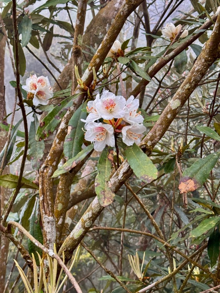 巴蜈縱走_2749286