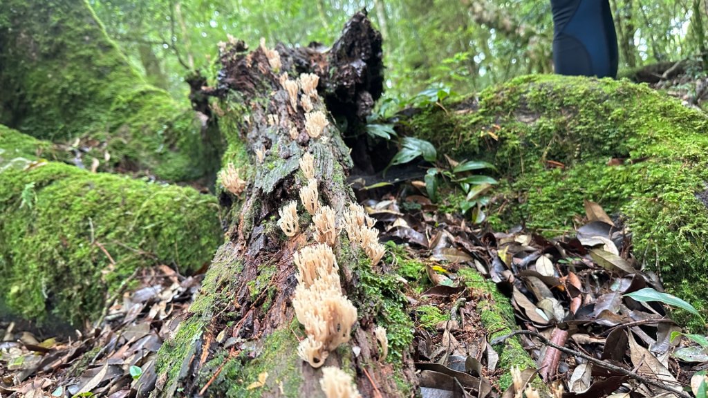 觀雪縱走_2836085