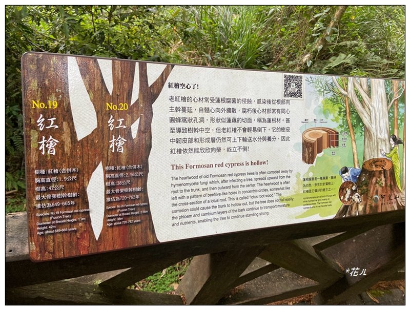 阿里山神木群棧道_2771607