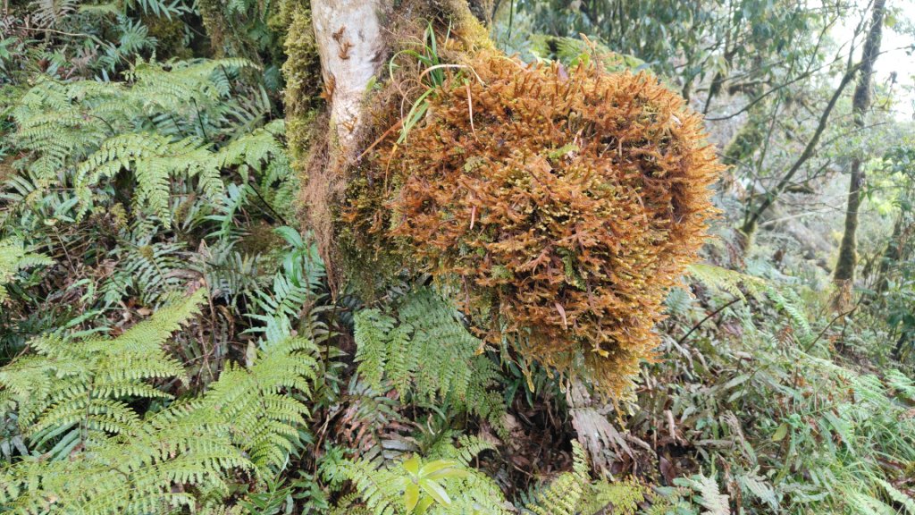 茶仁山單攻2025年4月4日_2753324