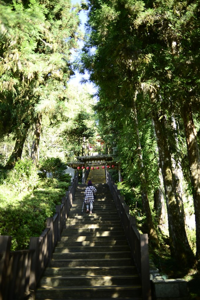 太平山鐵杉林步道~~不能忘懷的森林寶庫_2382646