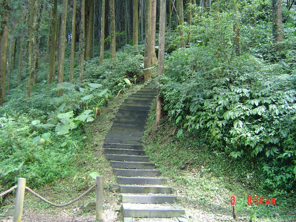 2008 May 奮起湖步道_585728