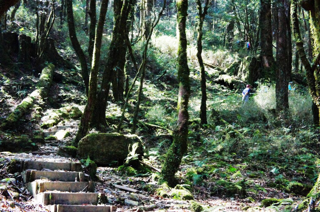 八仙山+佳保台山 ~ 挑戰雄關 辛辣凝香_918479