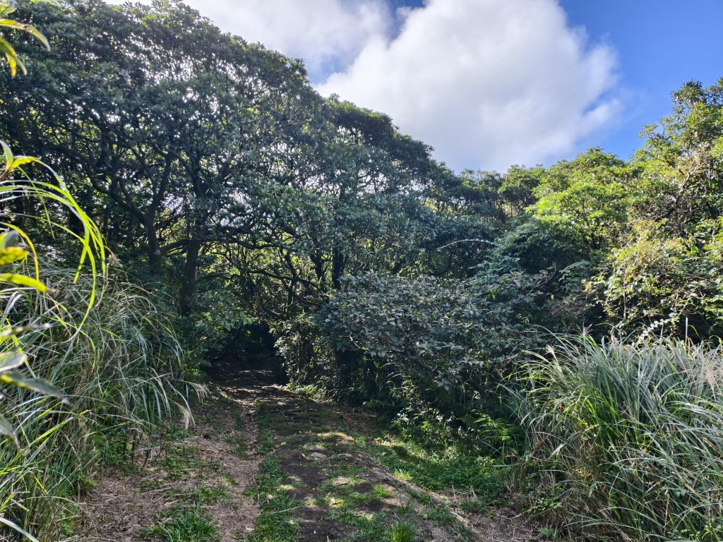 [百山百鳥尋旅-11/15] 2025_0927 大屯主峰-連峰步道_大屯山南峰_2899353