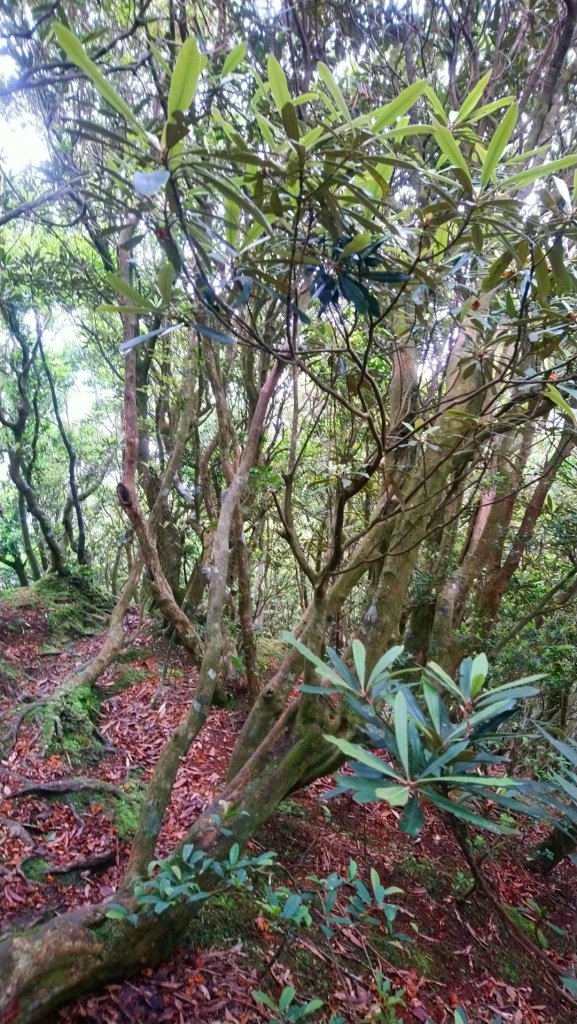 志繼山，東眼山（小百岳），拉卡山O型走_594797