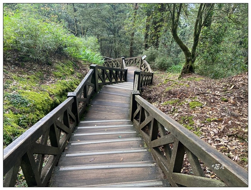阿里山神木群棧道_2771584