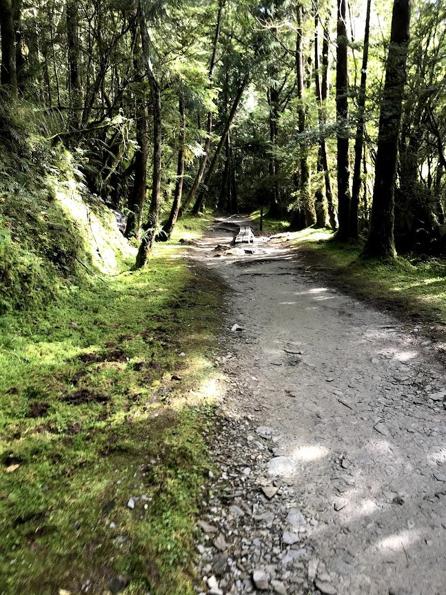 太平山_臺灣山毛櫸國家步道20201118_1967955
