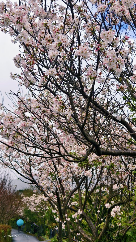 #十八份拐圳步道 #墨染櫻 2/21_2717224