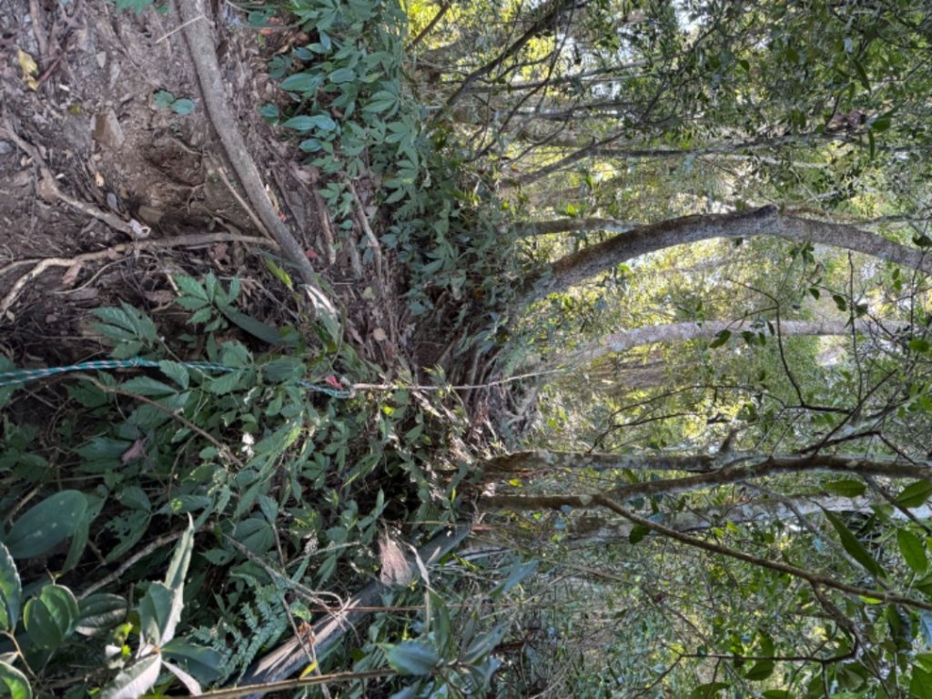 高雄市桃源區小百岳NO.68藤枝山(2-1664)，藤枝林道寶山巷17.1K反光鏡登山口_2357549