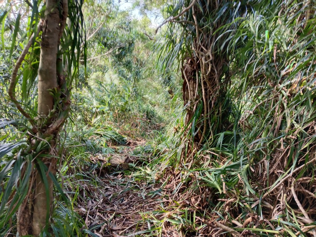雙溪區聖南寺朝山古道+大竹林山(未果)_2963609