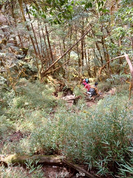 【宜蘭大同】走入魔法森林之仙女散落的珍珠。 太加縱走 (夢幻美的加羅湖)_2469251