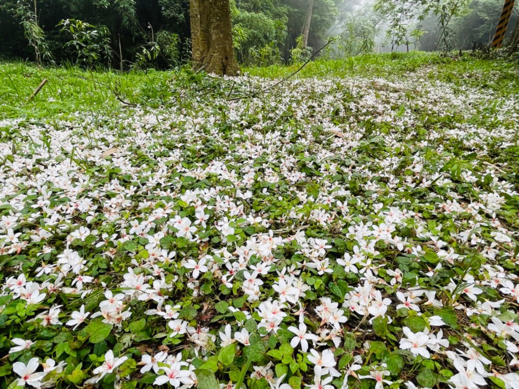 1110120大坑尾山.慈濟山.三義山0411_1703710